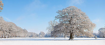 荣耀之争：各支球队敢问谁是强者？